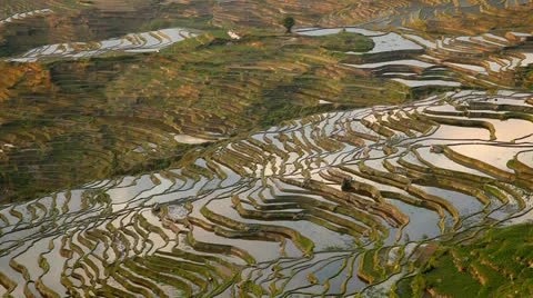 Rice Terraces 스톡 동영상 24647604