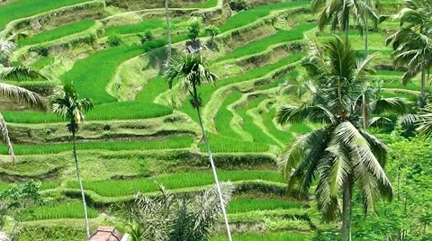 Rice terraces. Video stock 44219834