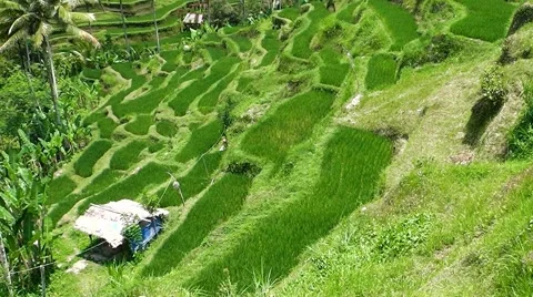 Rice terraces. Video stock 44219838
