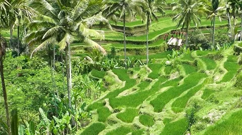 Rice terraces. Video stock 44219843