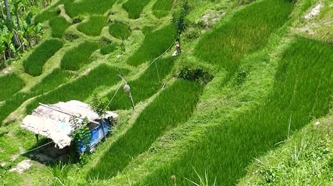 Rice terraces. Video stock 44219849