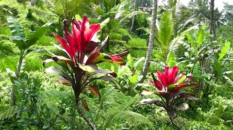 Rice terraces. Video stock 44219854