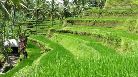 Rice terraces. Video stock 44219859