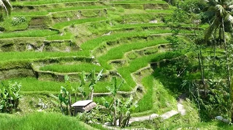 Rice terraces. Video stock 44219870