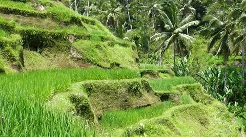 Rice terraces. Video stock 44219877