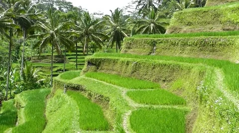 Rice terraces. Video stock 44219888
