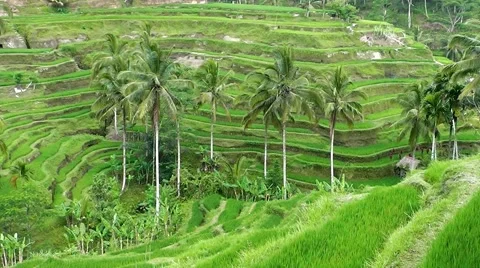 Rice terraces. Video stock 44219900