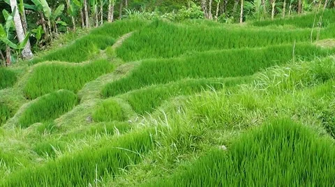 Rice terraces. Video stock 44219903