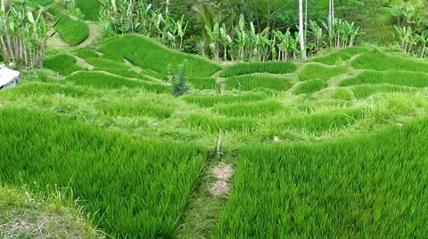 Rice terraces. Video stock 44219913