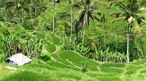 Rice terraces. Video stock 44219914