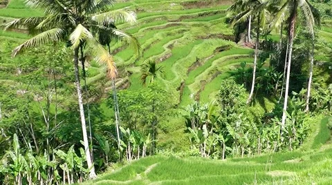 Rice terraces. Video stock 44219920
