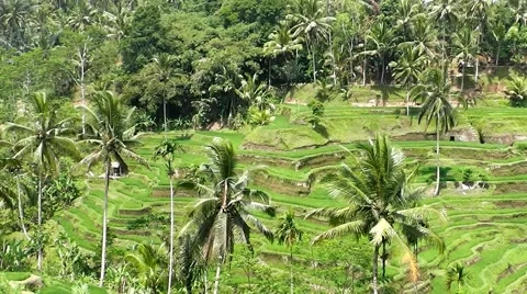 Rice terraces. 스톡 동영상 44219928