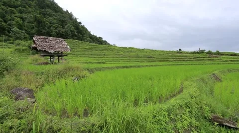 Rice terraces Stock Footage 55860665