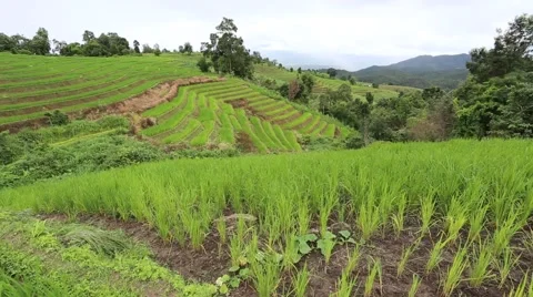 Rice terraces Stock Footage 55861601