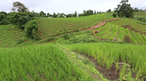 Rice terraces Stock Footage 55861787