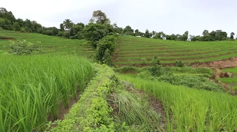 Rice terraces Stock Footage 55861799