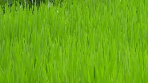 Rice terraces. 스톡 동영상 81460106