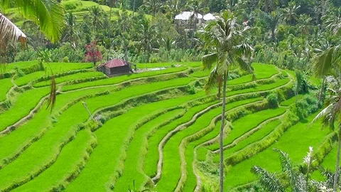 Rice terraces. Video stock 81606782