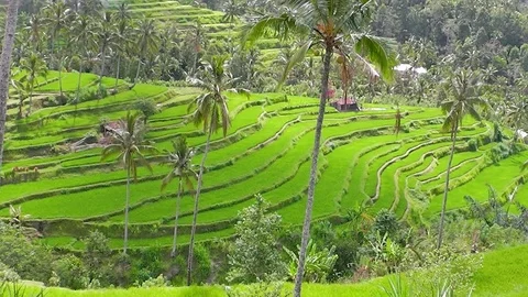 Rice terraces. Video stock 81606787
