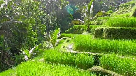 Rice terraces. Video stock 81857429