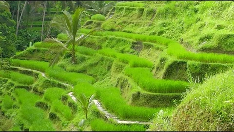 Rice terraces. Video stock 83498177