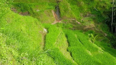 Rice terraces. Video stock 83498178