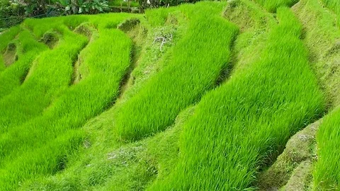 Rice terraces. Video stock 83498181