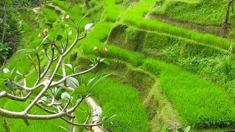 Rice terraces. Video stock 83498182