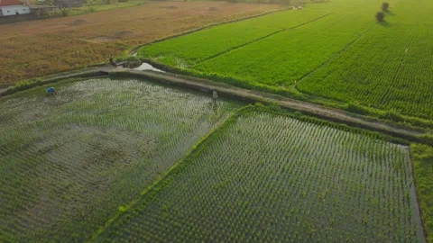 Rice terraces Stock Footage 253647259