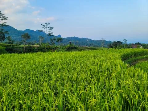 Rice terraces on Java island, Indonesia Foto stock