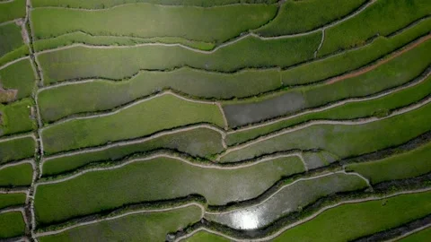 Rice terraces in the Philippines Stock Footage 167006441