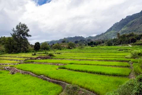 Rice Terraces. 스톡 사진