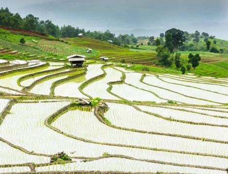 Rice terraces Stock Photos