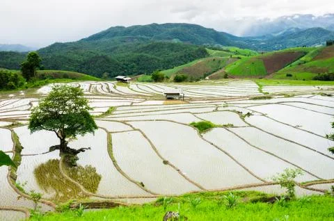 Rice terraces Stock Photos