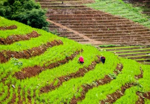 Rice terraces Stock Photos