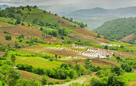 Rice terraces Stock Photos