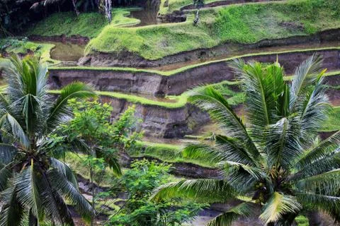 Rice terraces Stock Photos