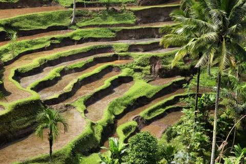 Rice terraces Stock Photos