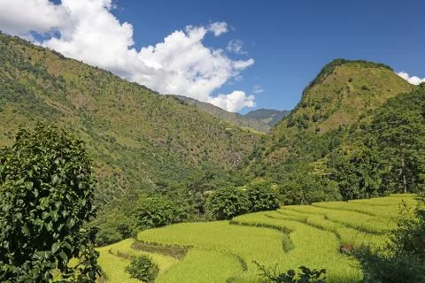 Rice terraces Stock Photos