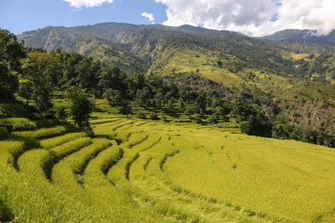 Rice terraces Stock Photos