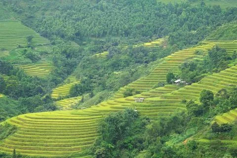 Rice terraces Stock Photos