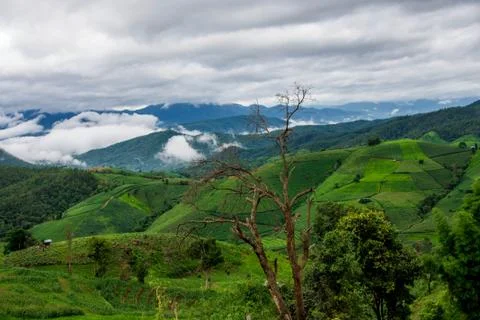 Rice terraces Stock Photos