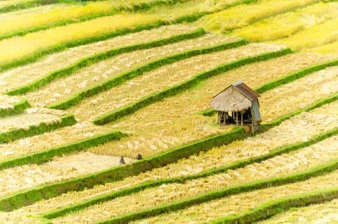 Rice terraces Stock Photos