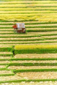 Rice terraces Stock Photos