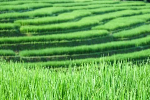 Rice Terraces Stock Photos