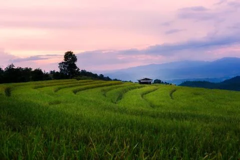 Rice terraces Stock Photos