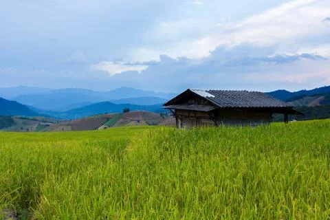 Rice terraces Stock Photos