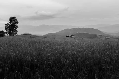 Rice terraces Stock Photos