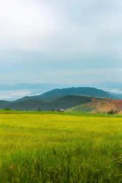 Rice terraces Foto stock