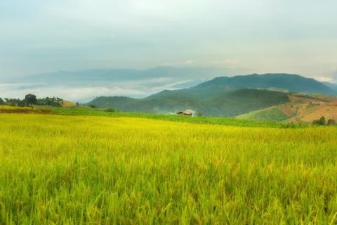 Rice terraces Stock Photos